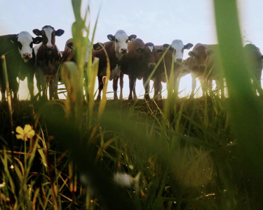 Arla Durabilité | Des agriculteurs avec une mission