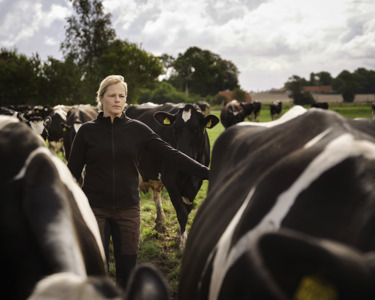 Koeien in een grasveld